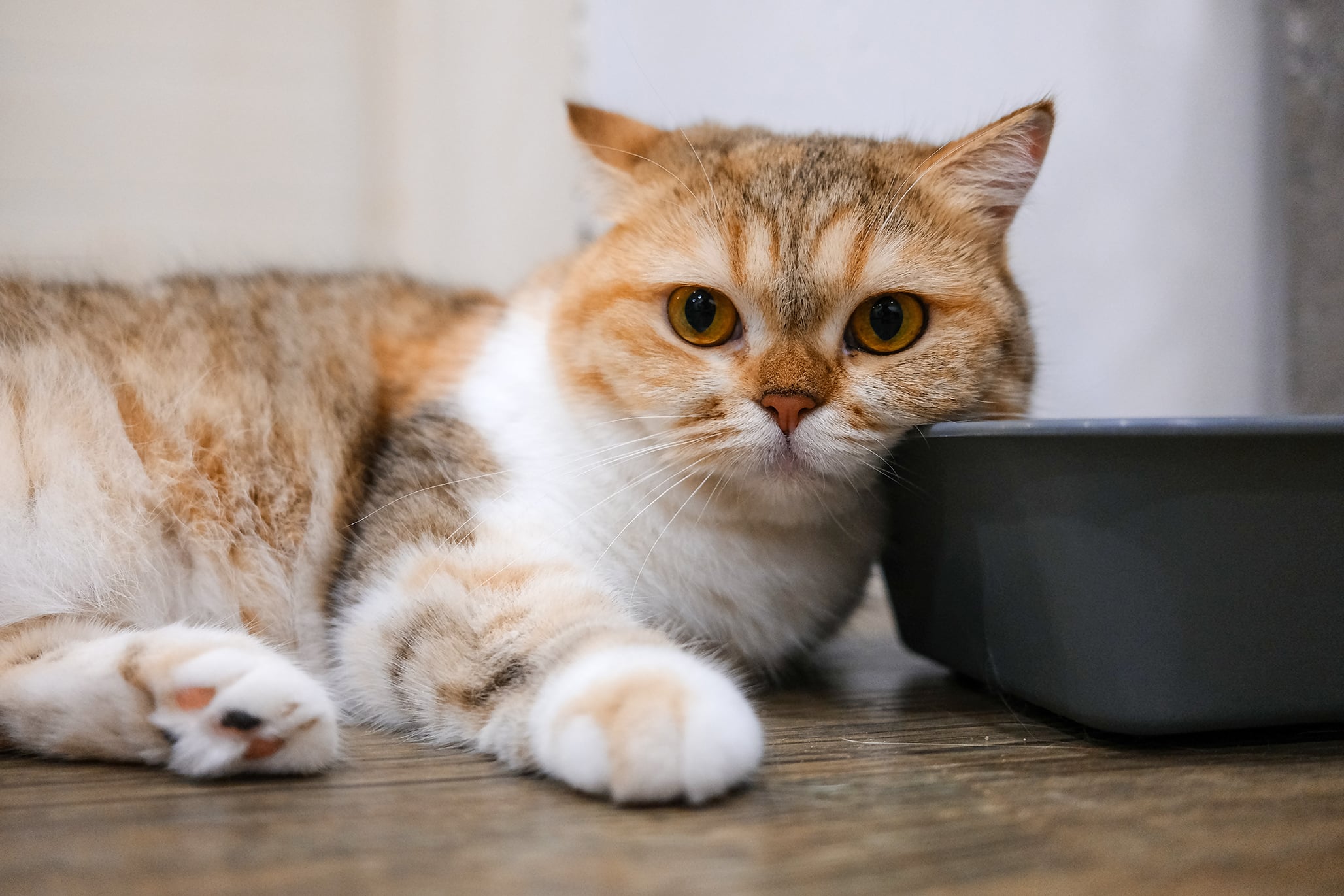 Sweep or vacuum pet hair for clean vinyl floors