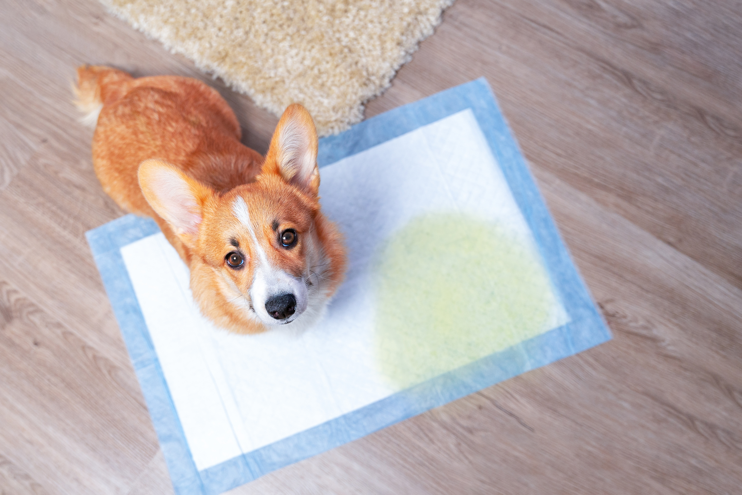 Pet Friendly Flooring: Why LVP Is the Best Choice for Animal Lovers
